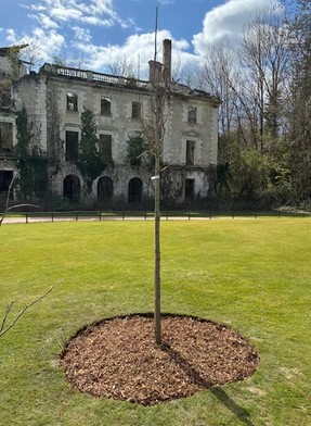 Arbre de Francis.